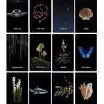 Nocturna Oracle