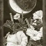 New Era Elements Tarot