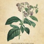 Botanical Inspirations