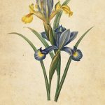 Botanical Inspirations