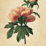 Botanical Inspirations