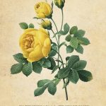 Botanical Inspirations
