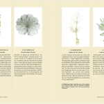 Tarot des Plantes Sauvages