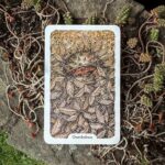 Thistledown Oracle - New Edition (Volume 4.1)