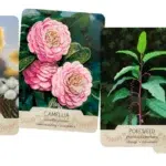 The Southern Botanic Oracle