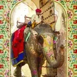 Calicut Lenormand