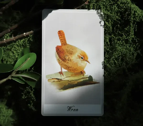 Birdy Oracle