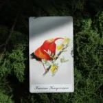 Birdy Oracle