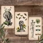 Oracle of Oddities