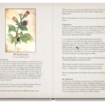 Lady Stirling’s Wicked Garden Oracle